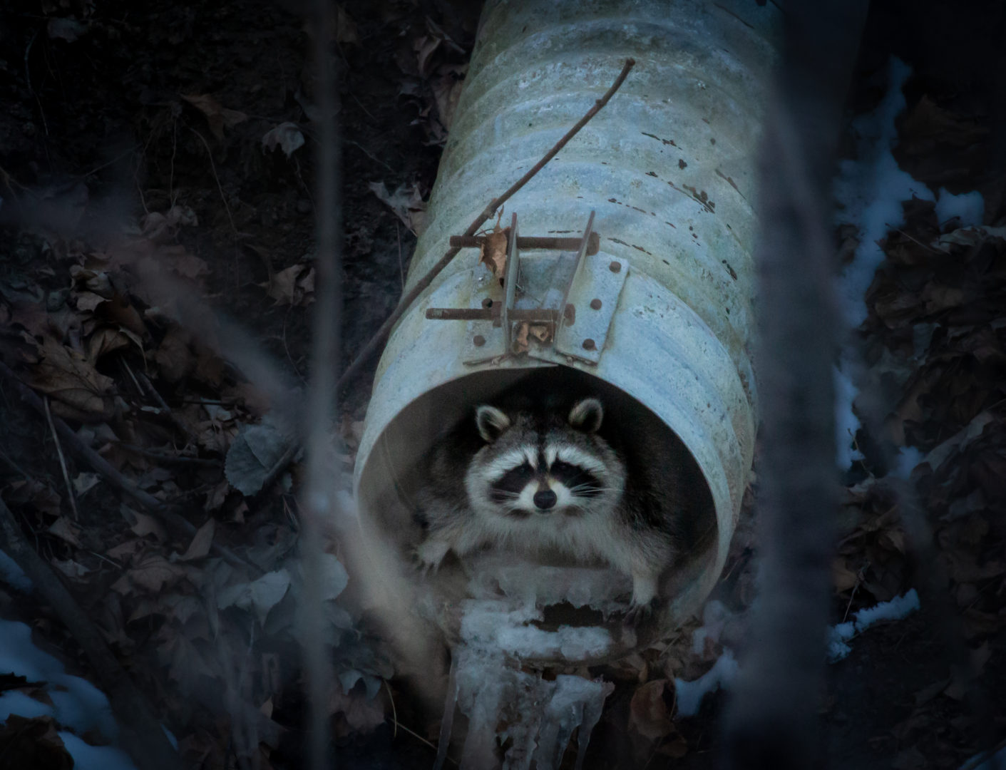 A racoon crawls from a culvert