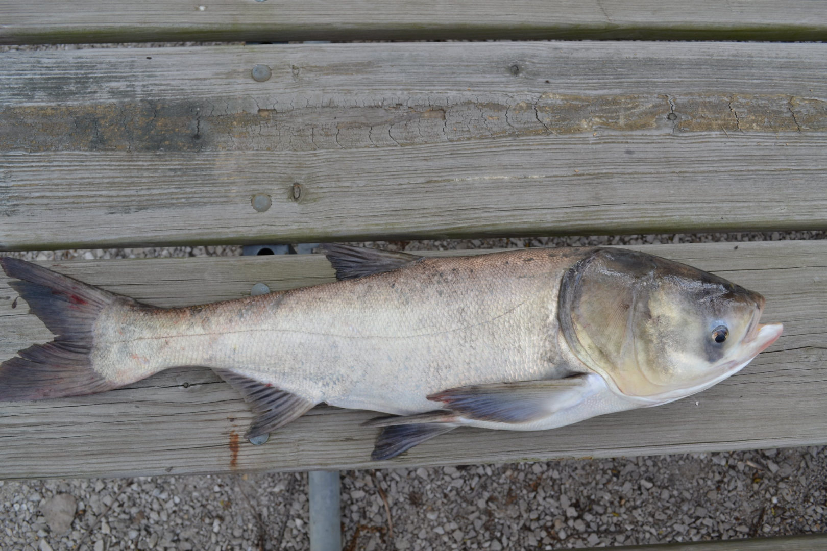 Bighead carp on a dock