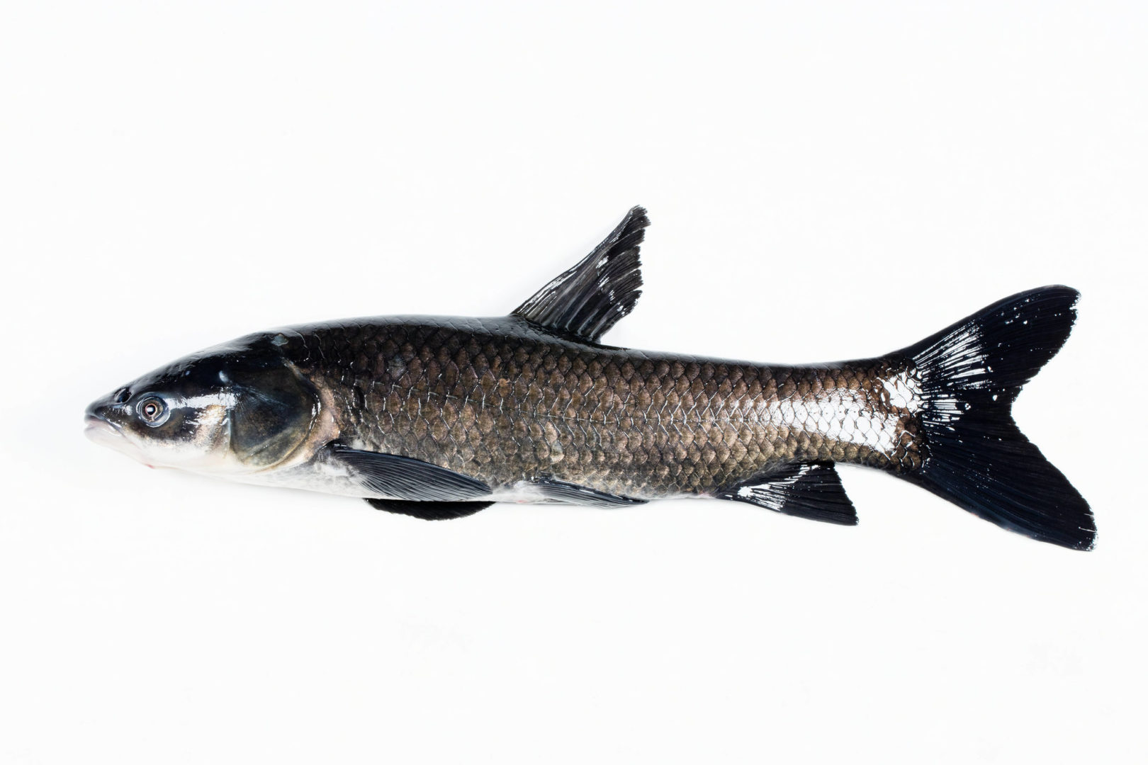 Black carp on white background