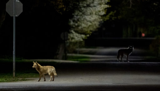 Two coyotes wander a urban road at night.