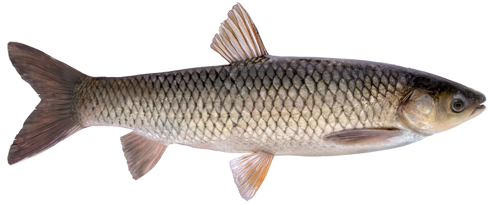 Grass carp