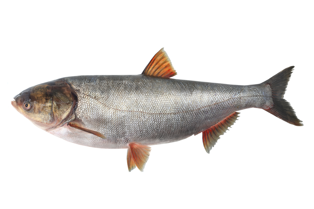 Silver carp on white background