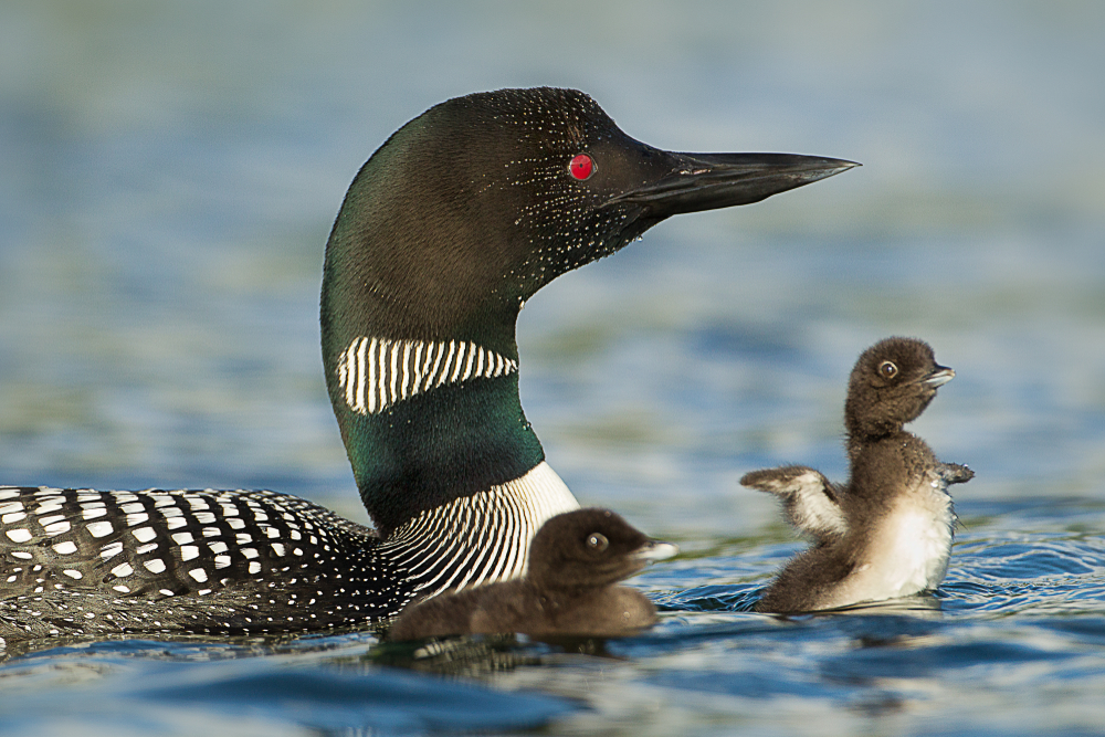 An adult loon with two babies swimming in the lake