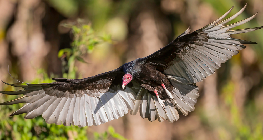 A turkey vulture in flight