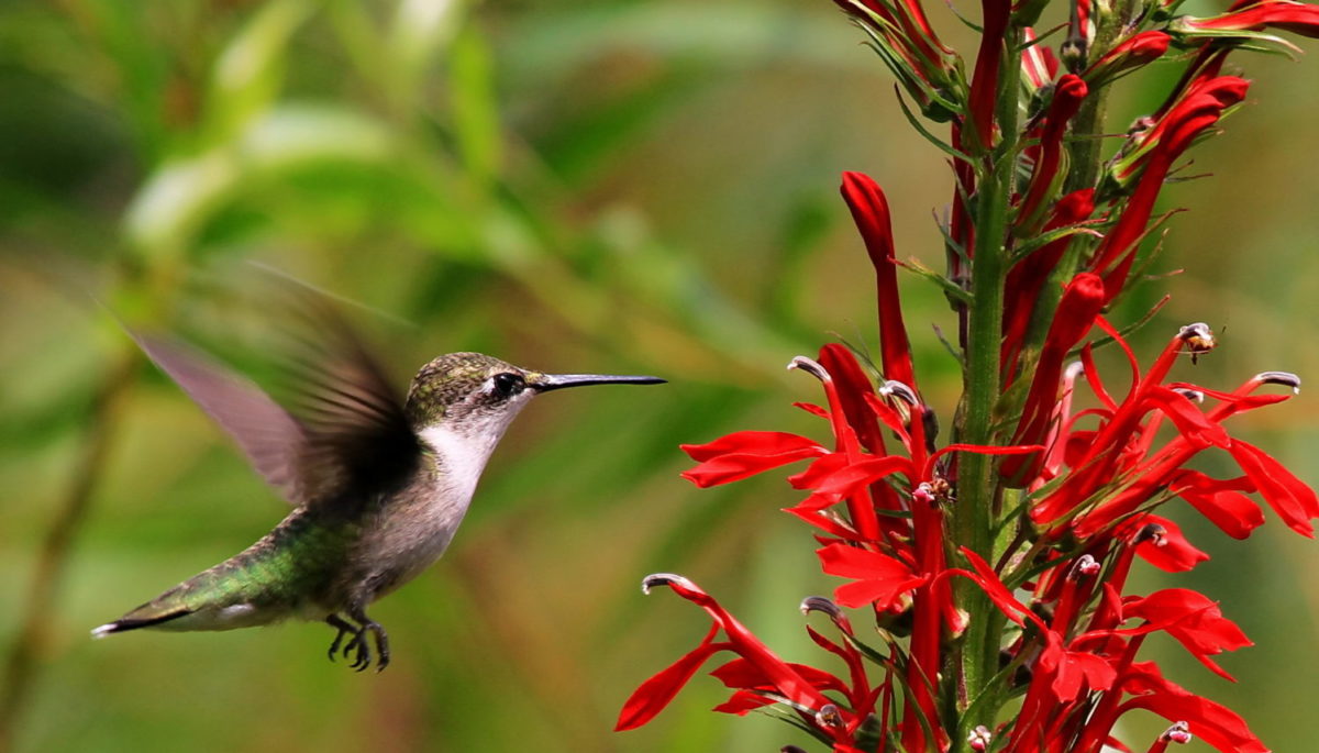 A cardinal flower and a hummingbird against a green background