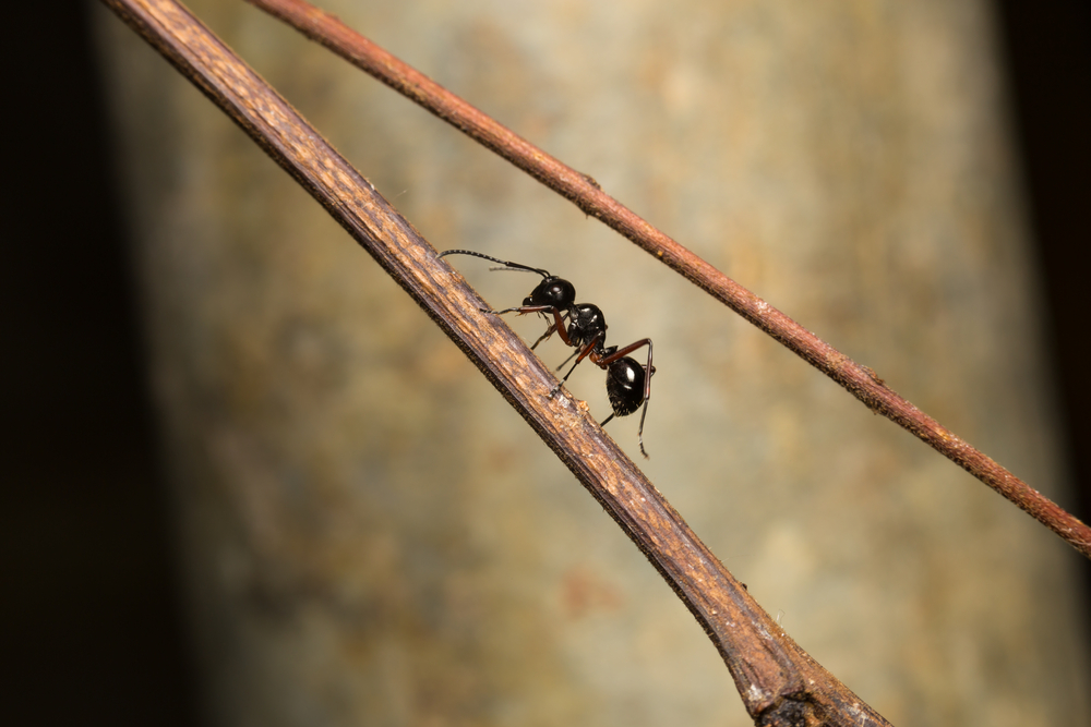 A black ant perched on a branch