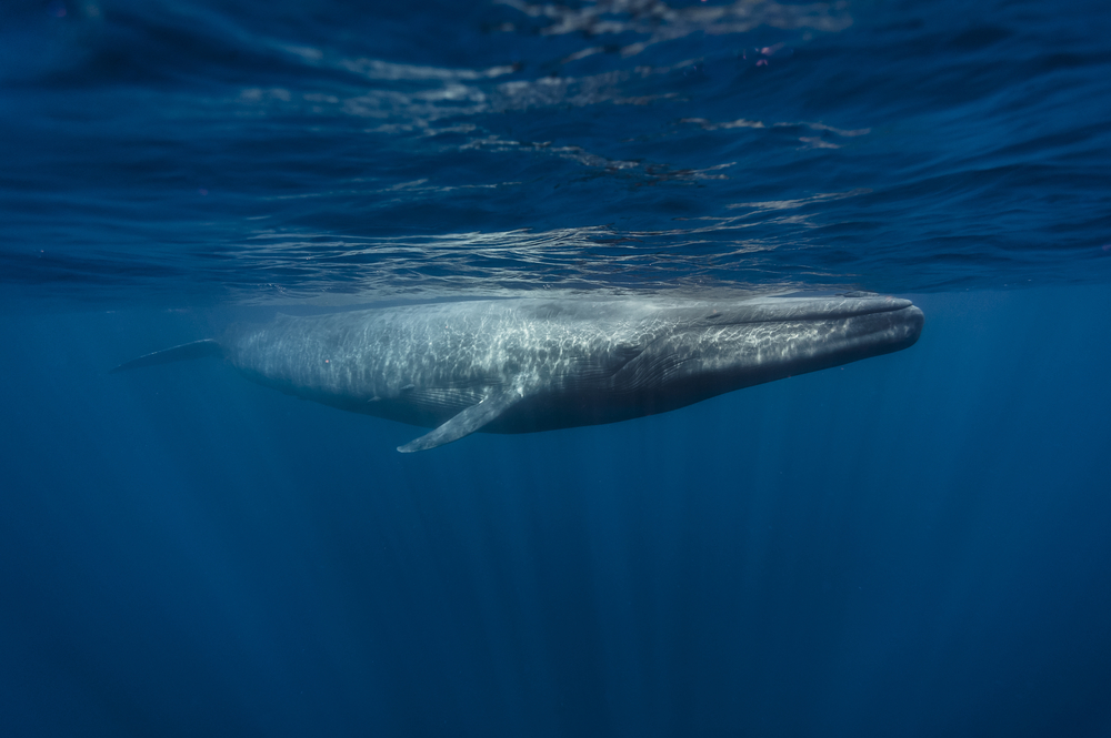 An underwater shot of a blue whale