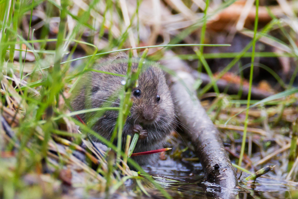A meadow vole chewing grass