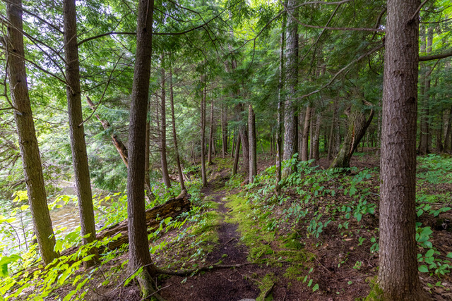 A path among the trees leading down to the water near a lake