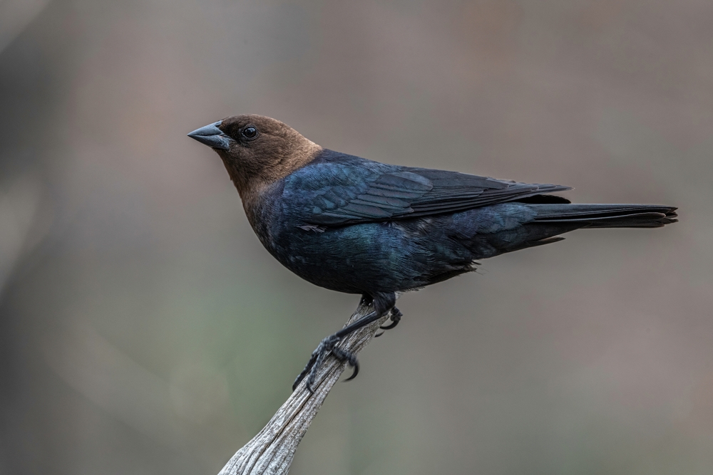 A,Male,Brown-headed,Cowbird,(molothrus,Ater),Perched,On,A,Stick.