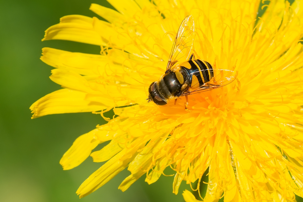 hoverfly, flowerfly, mimicry