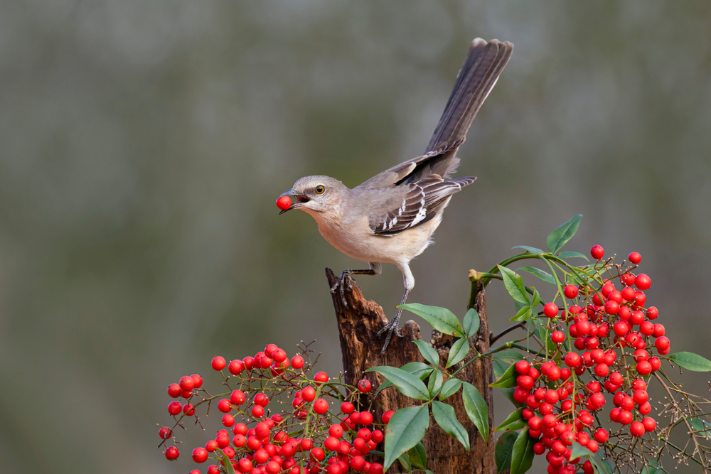 Northern,Mockingbird,(mimus,Polyglottos),Eating,Berries