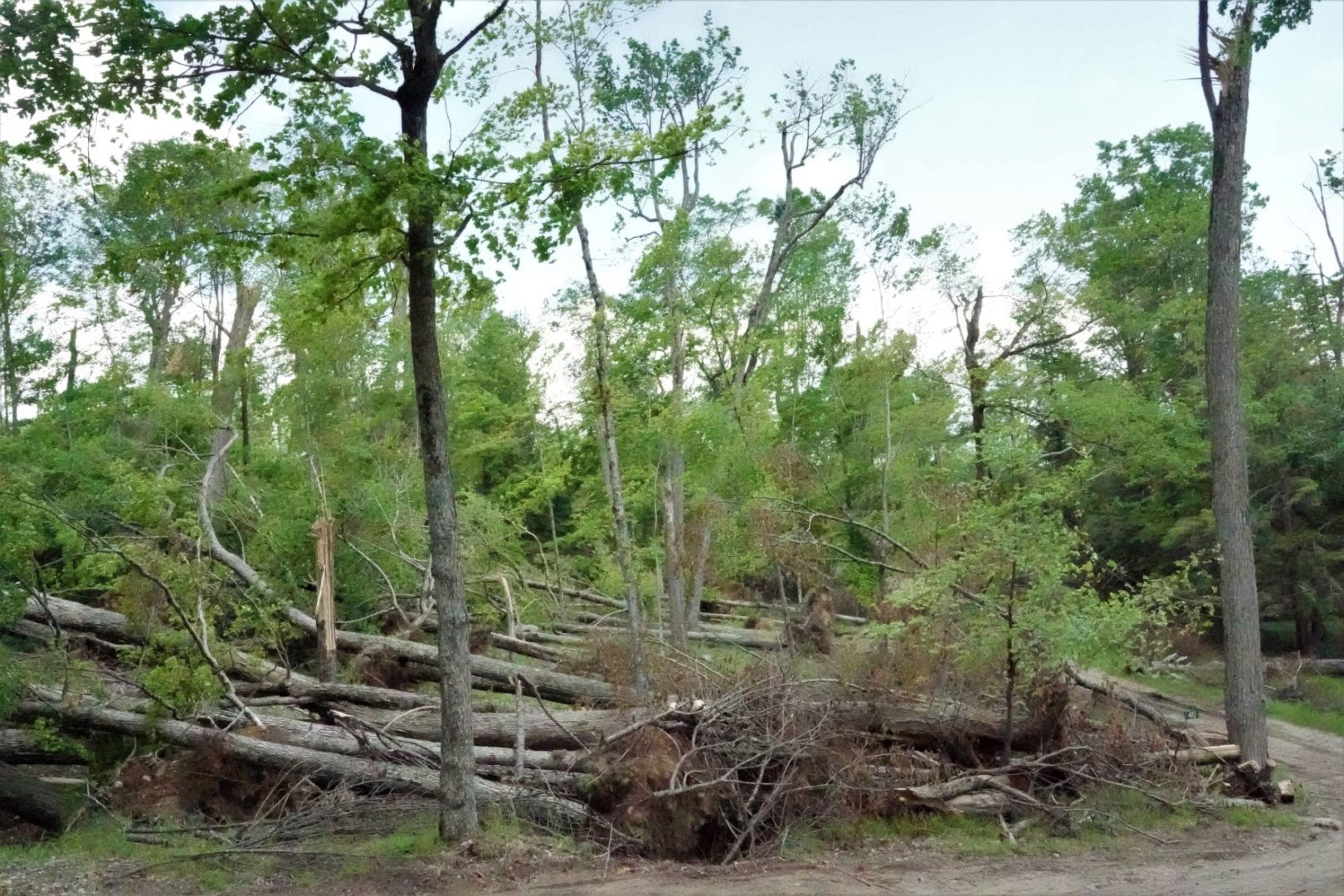 Fallen trees in Havelock-Belmont-Methuen.