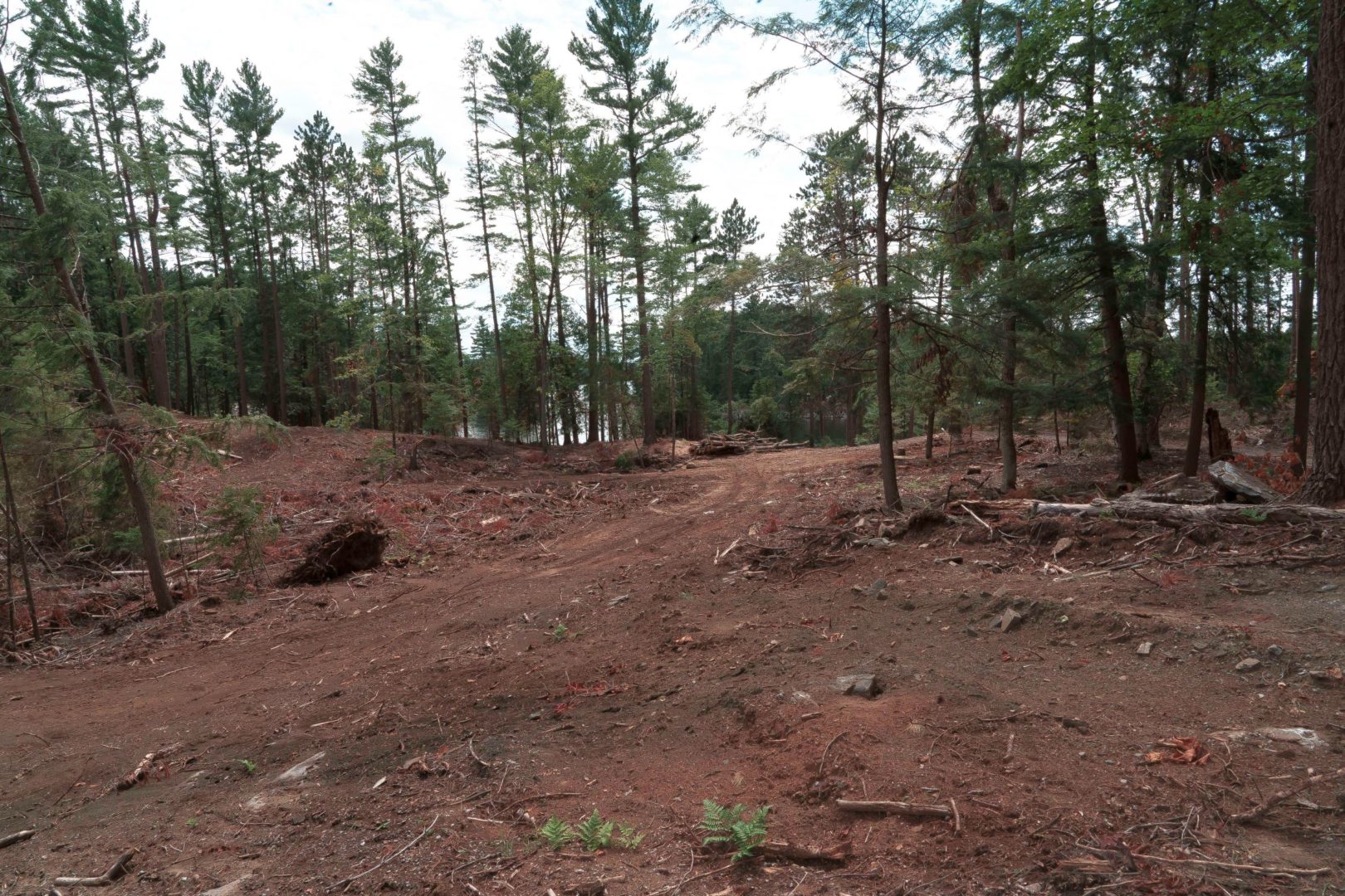 Clear-cut forest after story