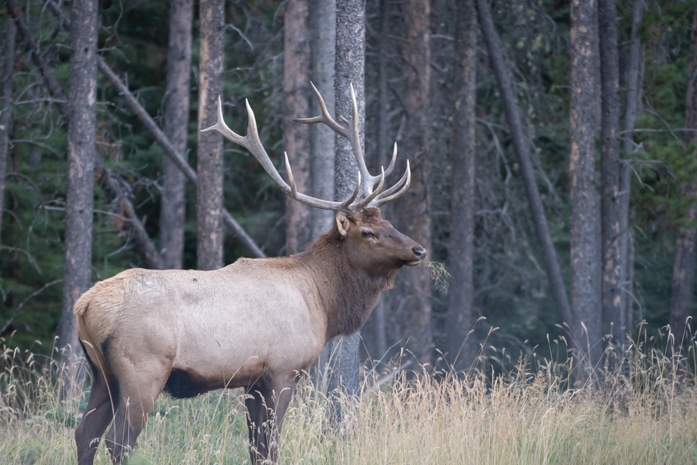 elk, american elk, wapiti
