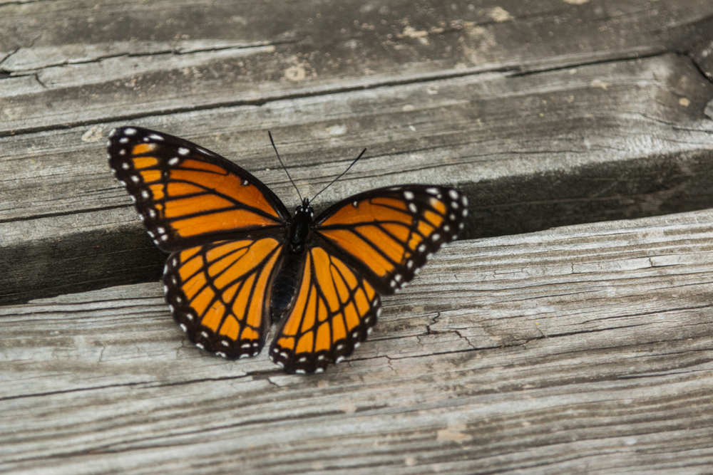 Viceroy,Butterfly,On,Boardwalk