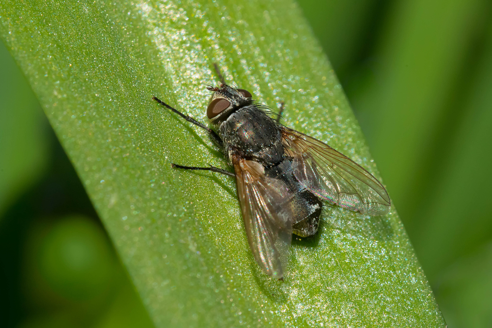 A female cluster fly perched on a leaf