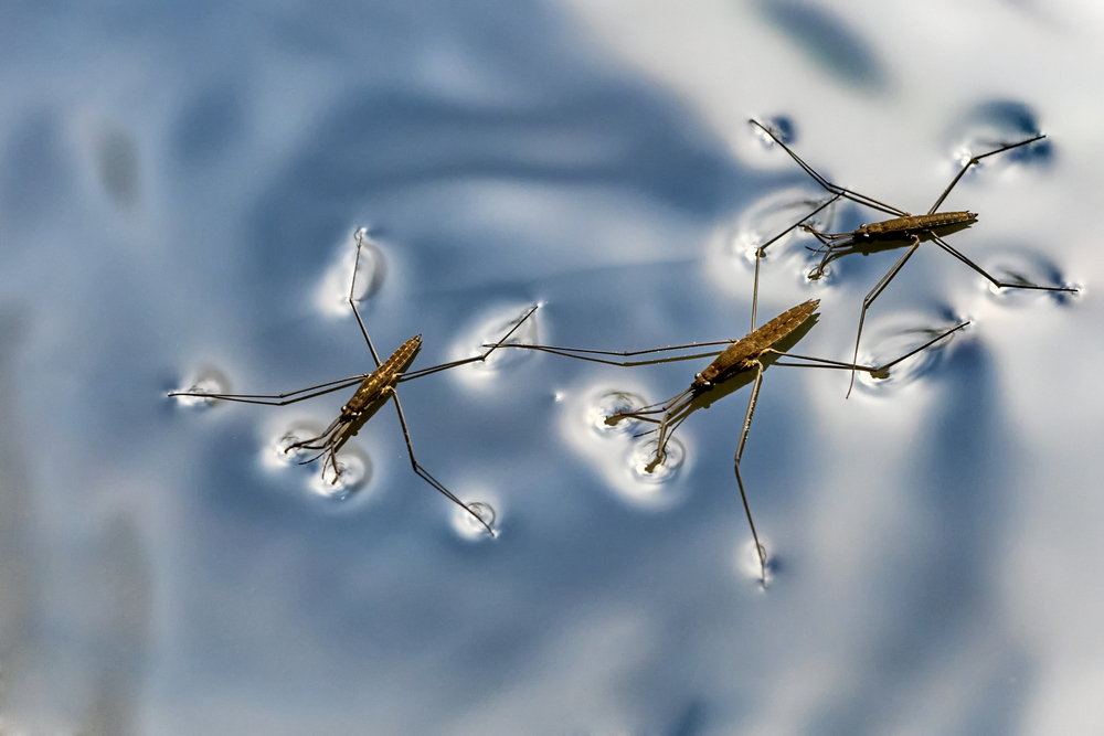 A few common water striders on the lake's surface