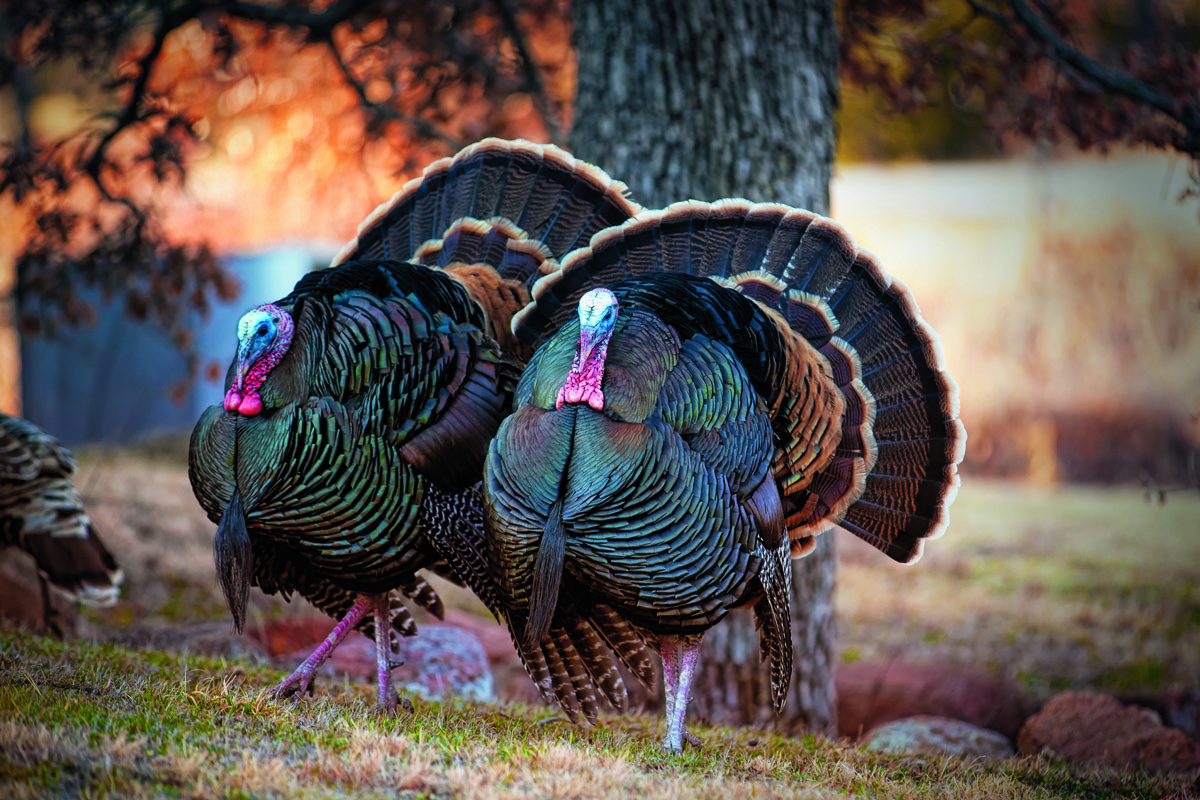 Two male turkeys strutting on grassy meadow with full feather displayed