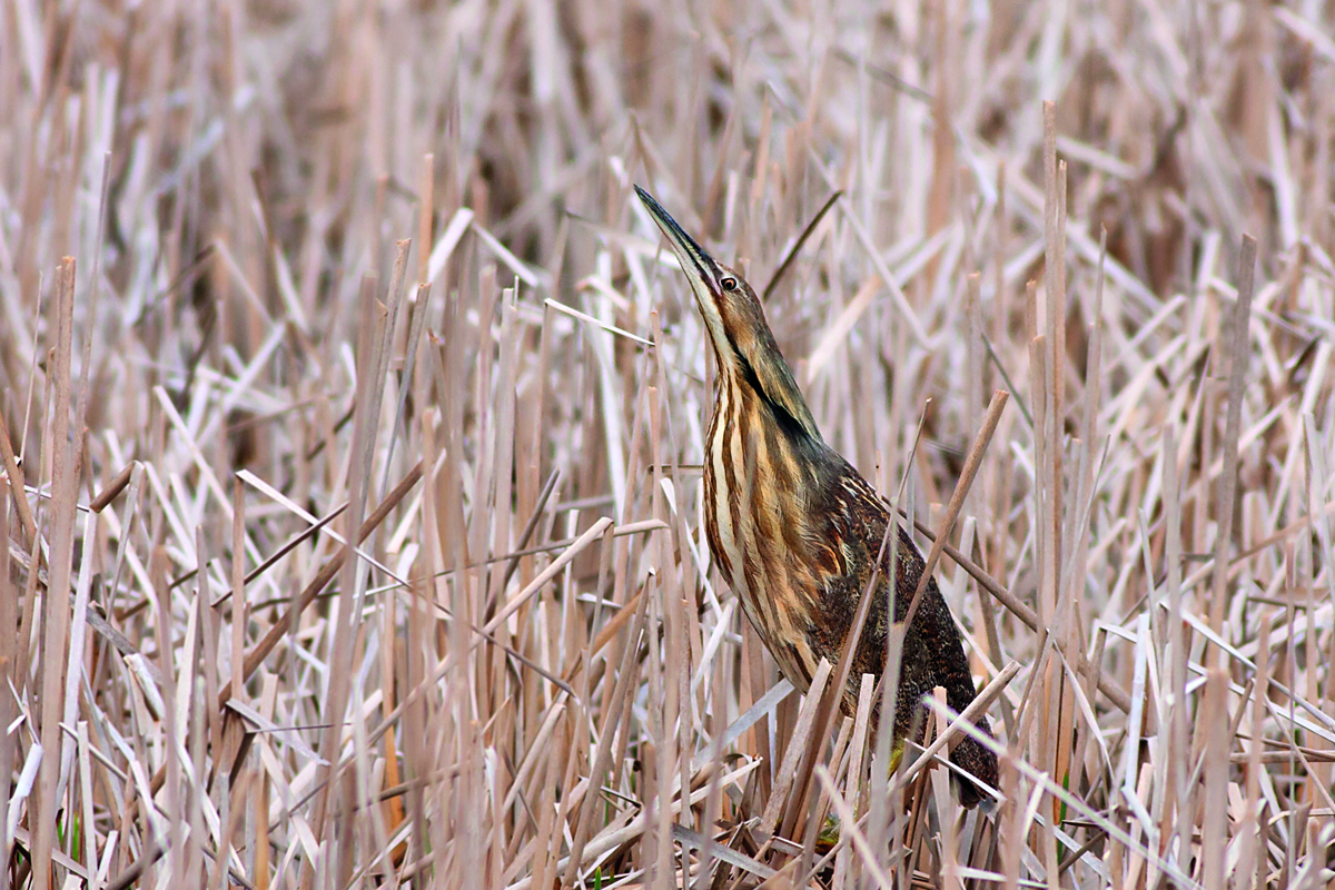 American Bittern is camouflaged amongst the reeds of a pond