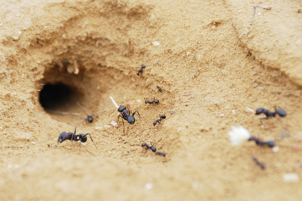 An ant nest with a few ants moving in and out