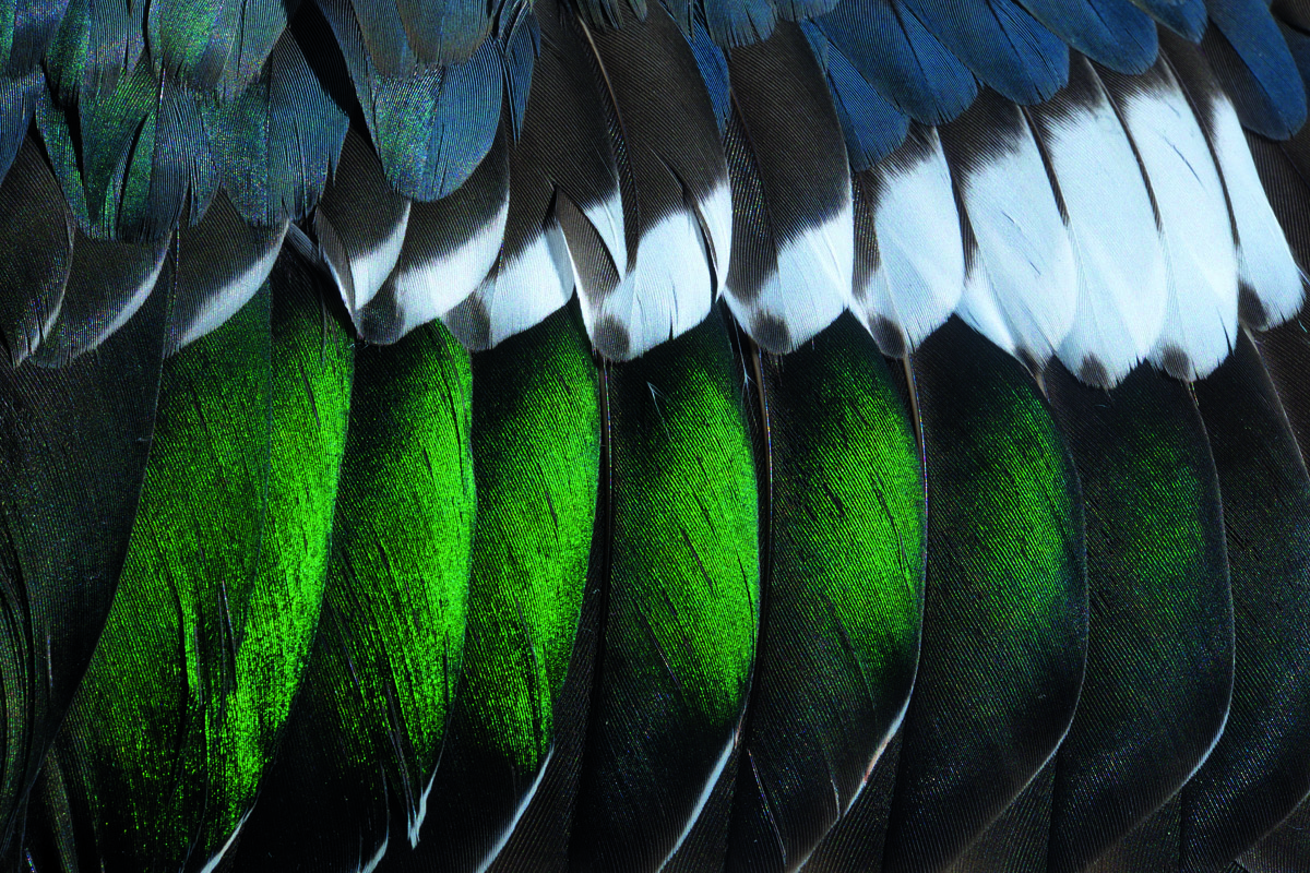 Grey, green, blue, and white feathers on the wing of a wild duck as a background