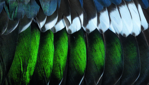 Close up of green, grey, blue, and white feathers