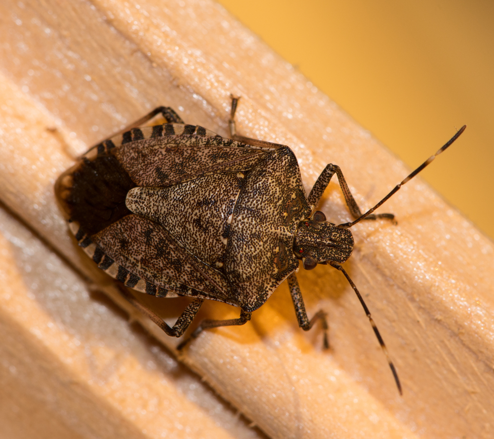 A brown marmorated stink bug on a piece of wood