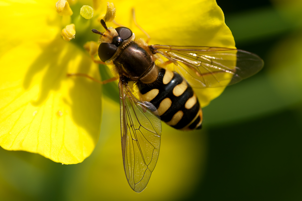 A hoverfly on a yellow flower