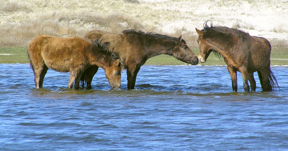 Wild Horses