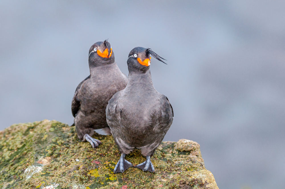 A pair of crested auklets perched on a moss-covered rock