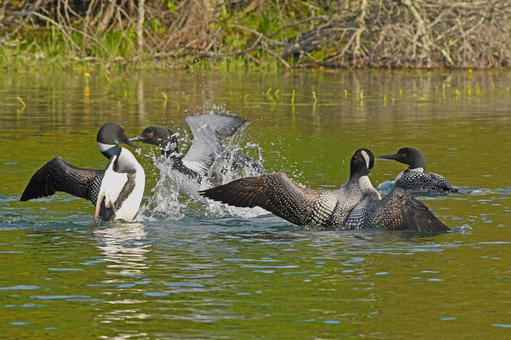 Loons fighting