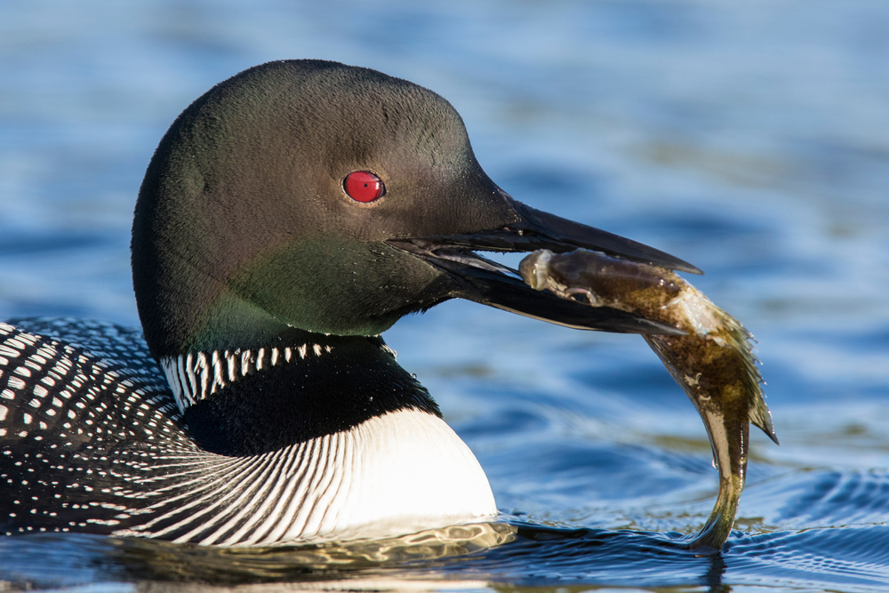A loon swallowing a fish whole