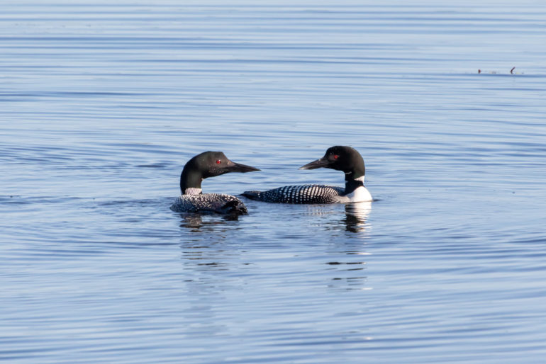 6 strange loon behaviours, explained - Cottage Life