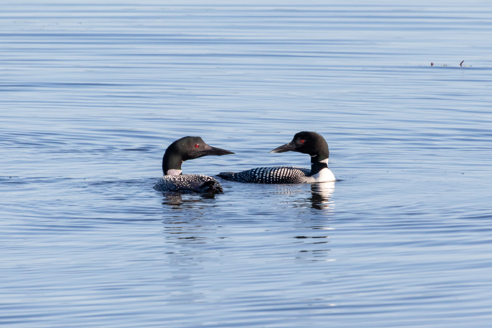 A pair of common loons circling each other