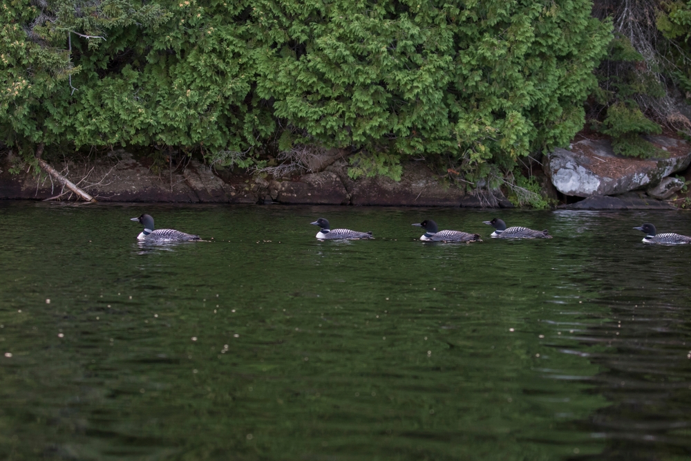 Loons swimming in a line