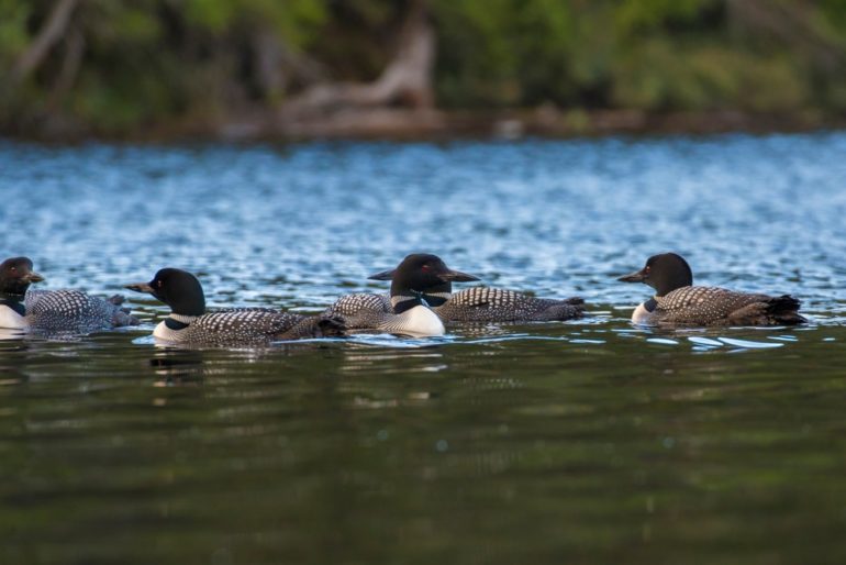 6 strange loon behaviours, explained - Cottage Life