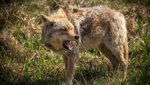 Aggressive Coyote