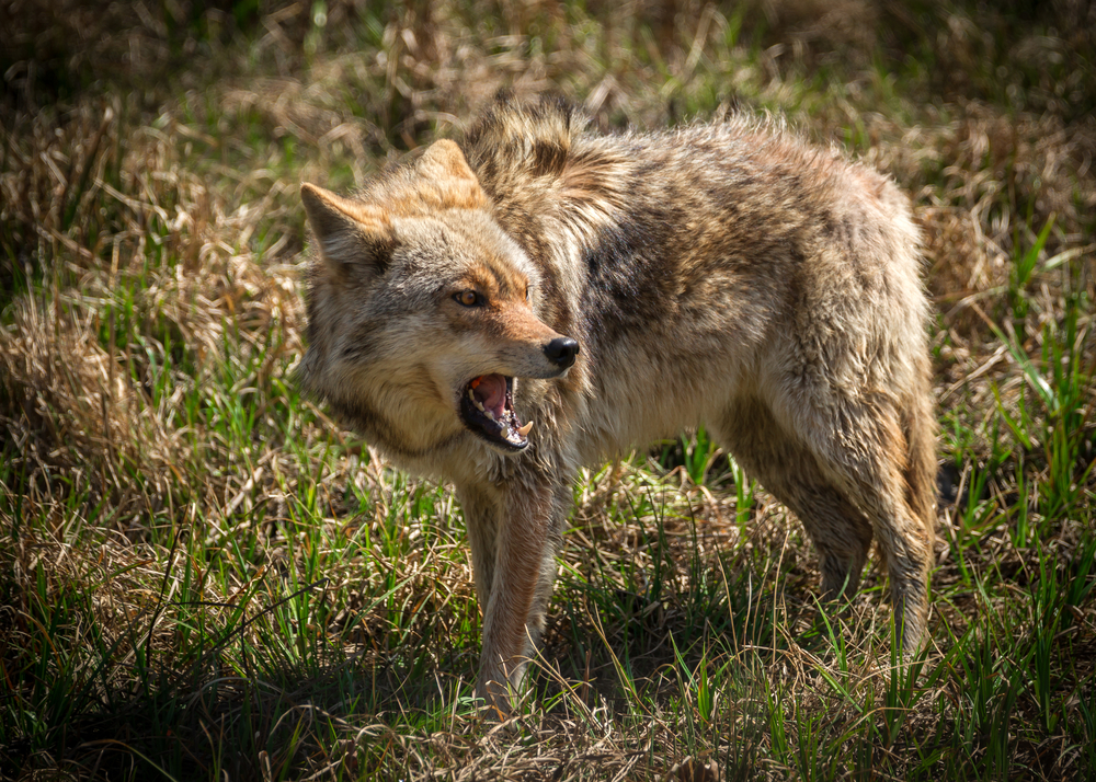 Aggressive Coyote