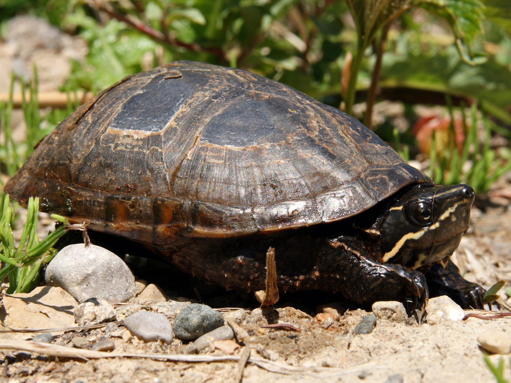 A stinkpot turtle, a.k.a. musk turtle, in the sand