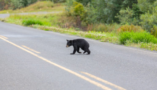 young black bear on the road