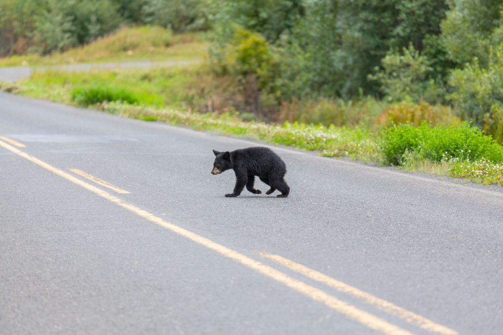 young black bear on the road