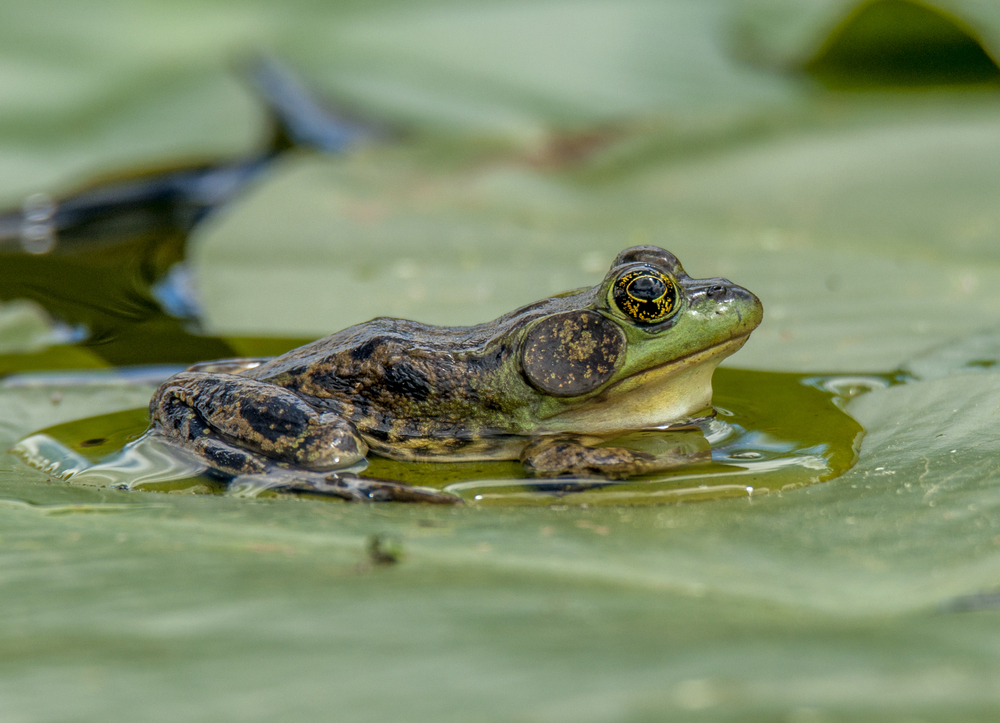 A mink frog on a lily pad
