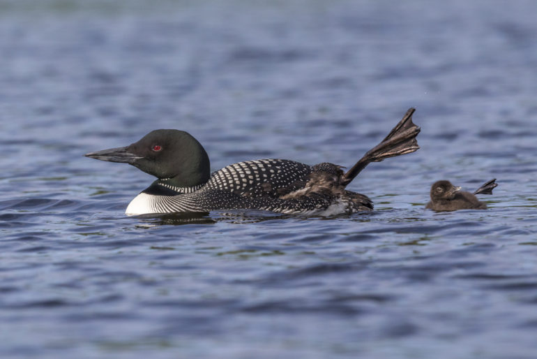 6 strange loon behaviours, explained - Cottage Life