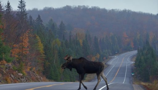The bull moose crossing the Highway 60 at Algonquin Provincial Park on a foggy morning during Fall season. Moose and deer collisions