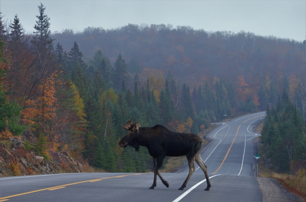 The bull moose crossing the Highway 60 at Algonquin Provincial Park on a foggy morning during Fall season. Moose and deer collisions