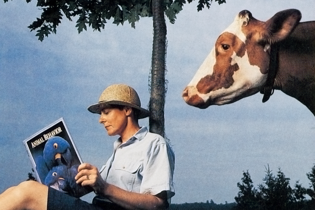 a person sits leaning against a tree while a cow looms over them