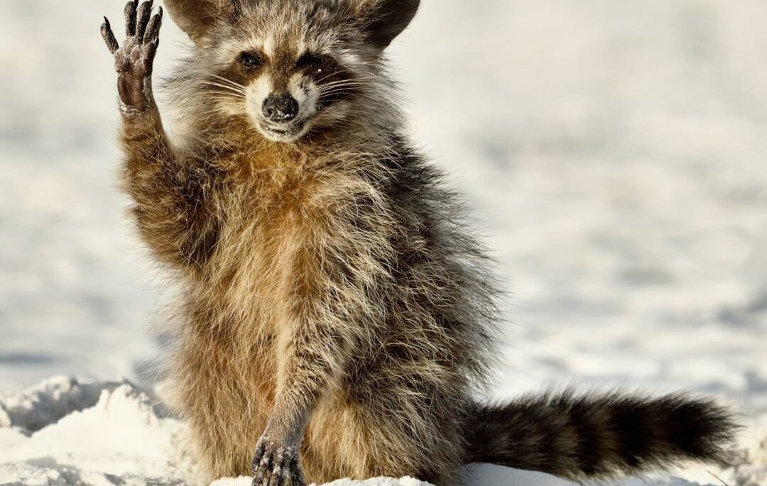 Comedy Wildlife Awards finalist