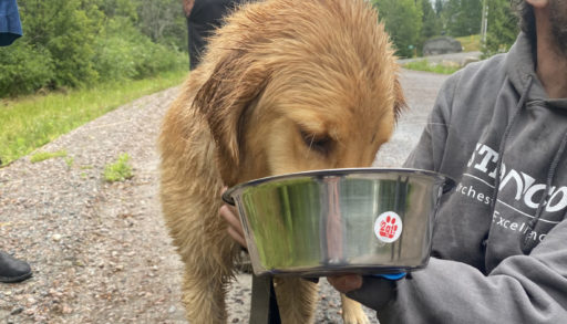 Bear, Greg's dog on the day he was found after going missing