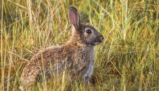 Wild Alberta Rabbit